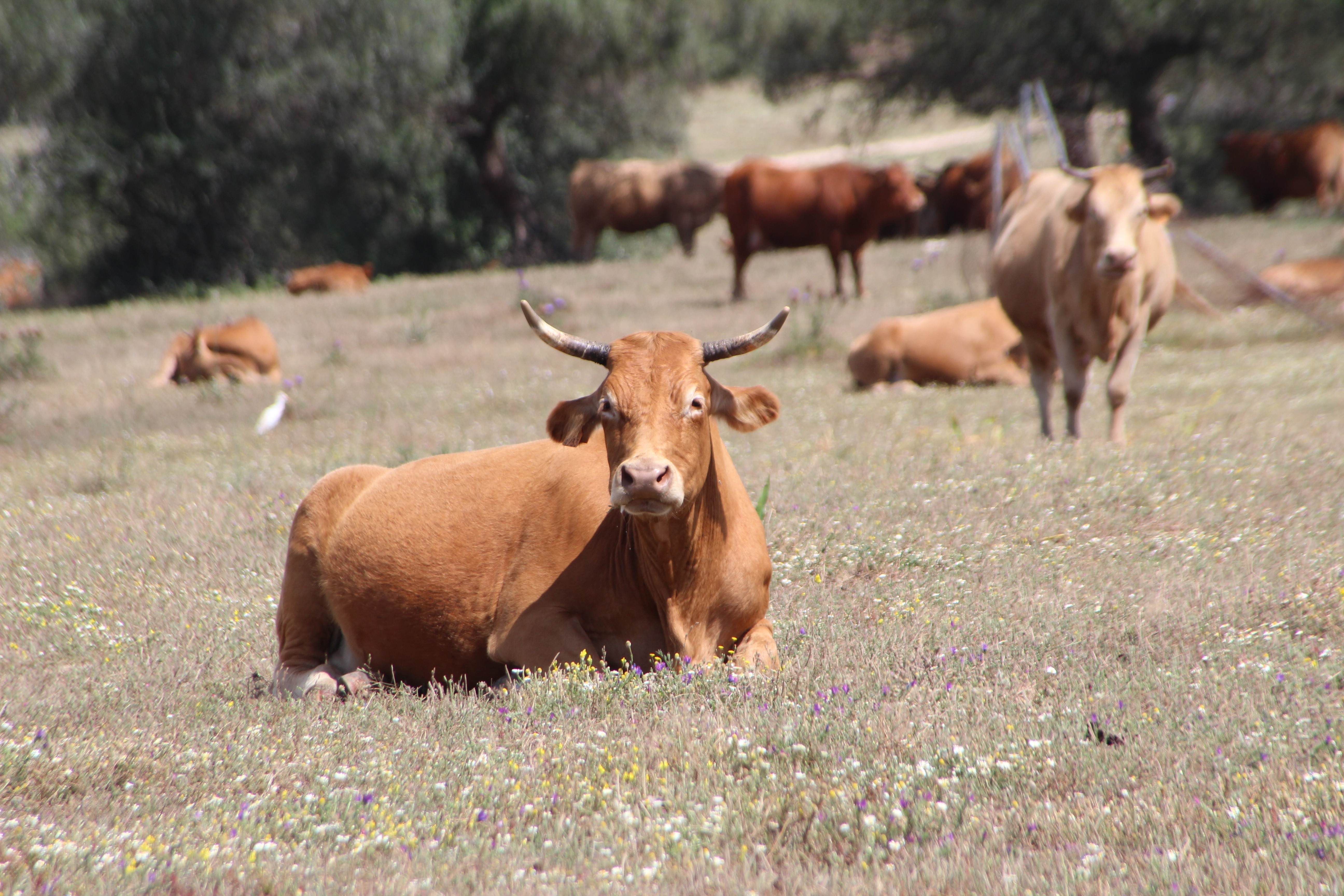 Un rayo calcina más de 20 vacas en León